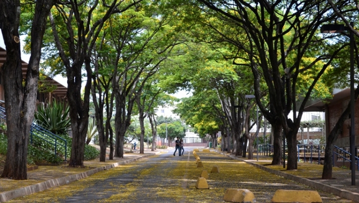 Campus Santa Mônica, rua com árvores e folhas no chão 